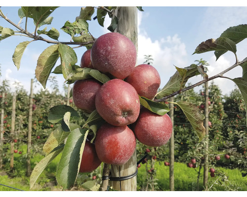 FLORASELF BIO Sierappel Malus 'Orange Crimson' potmaat 7,5 liter H 60-80 cm Appelboom met rode appels