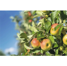 Appelboom met rijpe appels en groene bladeren