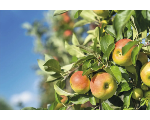 Appelboom met rijpe appels en groene bladeren