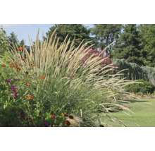 Tuin met siergrassen en bloemen