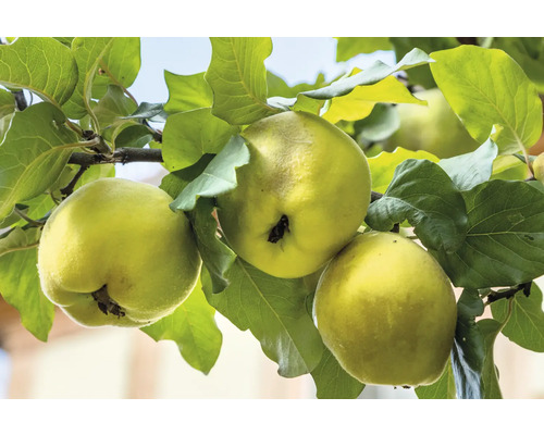 FLORASELF BIO Sierappel Malus Domquitte Leskovac potmaat 7,5 liter H 130-150 cm FLORASELF BIO Sierappel Malus Domquitte Leskovac potmaat 7,5 liter H 130-150 cm