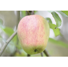 Appel aan boom