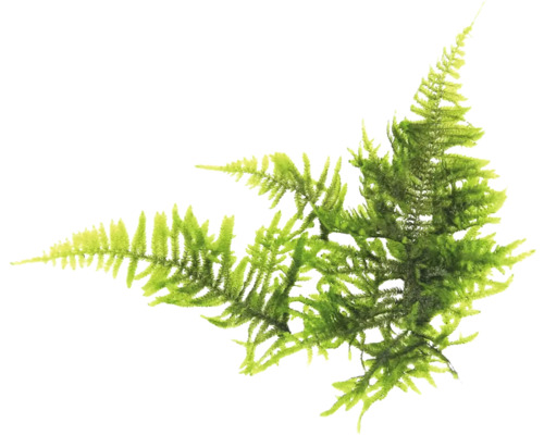 Groene kunstmatige varen tak voor decoratie