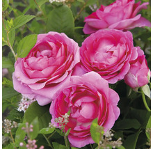 Close-up van meerdere rozenbloemen