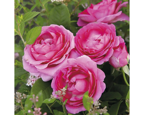 FLORASELF Roos Rosa 'Fräulein Marie' potmaat 6 liter H 10-60 cm