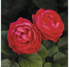 Twee rode rozenbloemen met bladeren
