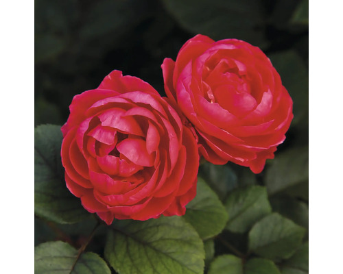 FLORASELF Roos Rosa 'Gartenprinzessin Marie-José' potmaat 6 liter H 10-60 cm