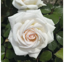 Close-up van een enkele witte roos met groene bladeren