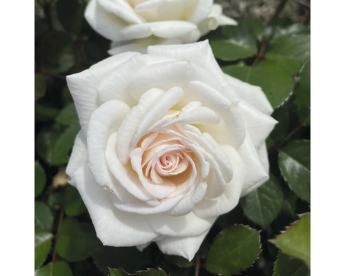 FLORASELF Roos Rosa 'Gräfin Elke zu Rantzau' potmaat 6 liter H 10-60 cm