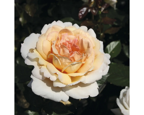 FLORASELF Roos Rosa 'Großherzogin Luise' potmaat 6 liter H 10-60 cm