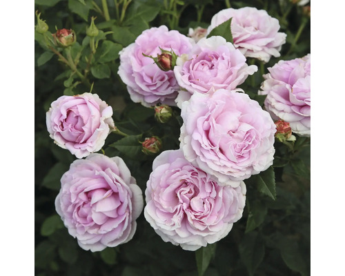 FLORASELF Roos Rosa 'Königin Marie' potmaat 6 liter H 10-60 cm