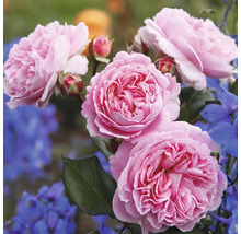 Close-up van roze rozenbloemen met blauwe bloemen op de achtergrond