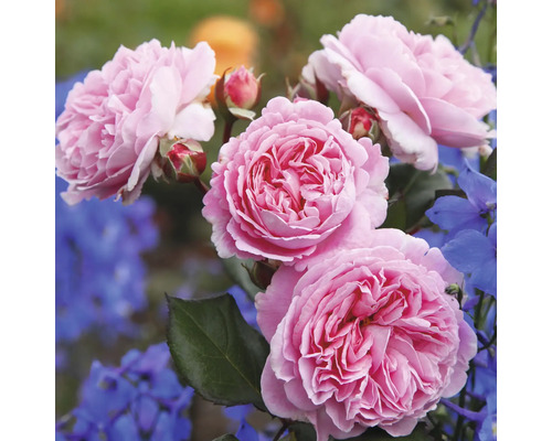 FLORASELF Roos Rosa 'Rosengräfin Marie Henriette' potmaat 6 liter H 10-60 cm