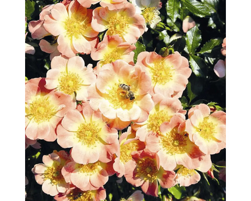 Close-up van een bloeiende roos met een bij