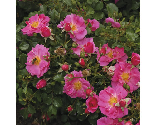 Close-up van een perkroos met roze bloemen en groene bladeren.