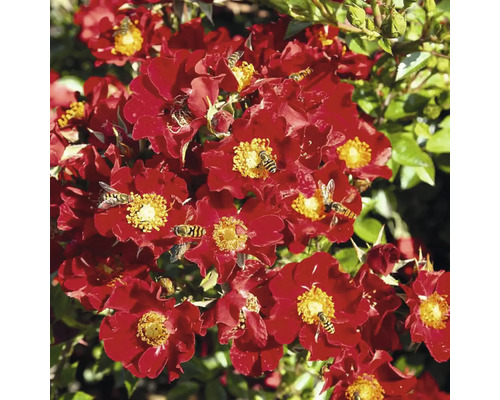 Close-up van rode rozenbloemen met insecten