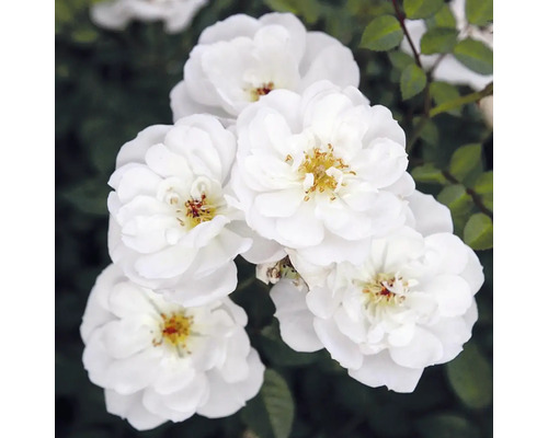 Close-up van witte rozenbloemen.