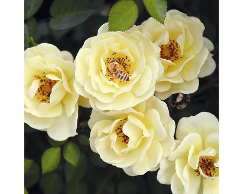 FLORASELF Struikroos Rosa 'Bijenweelde' Yellow potmaat Ø 17 cm H 5-10 cm