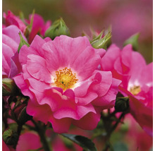 Close-up van roze perkrozenbloemen