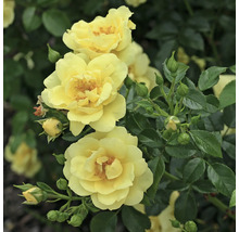 Gele rozenbloemen met groene bladeren