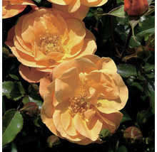 Close-up van abrikooskleurige rozenbloemen