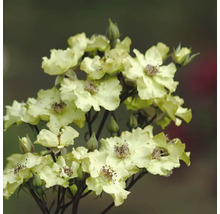 Close-up van een groep rozenbloesems
