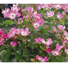 Roos met roze bloemen en groene bladeren
