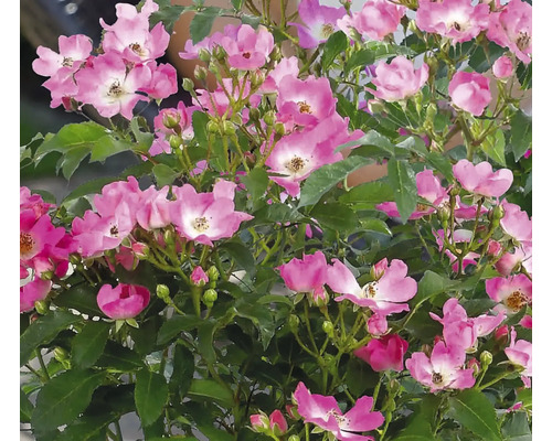 Roos met roze bloemen en groene bladeren