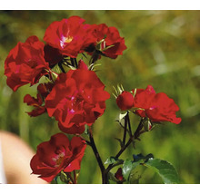 Rode rozenstruik met bloemen en knoppen