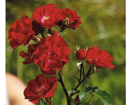 Rode rozenstruik met bloemen en knoppen
