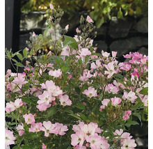 Close-up van dwergrozen met bladeren en bloemknoppen