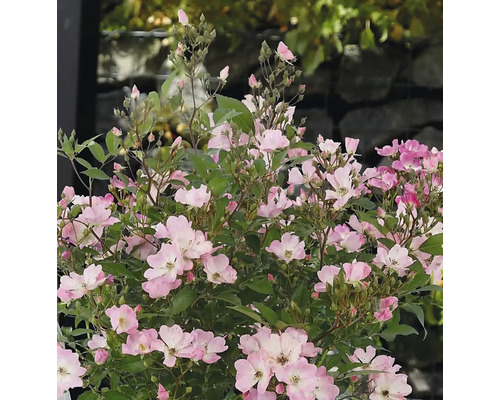 Close-up van dwergrozen met bladeren en bloemknoppen