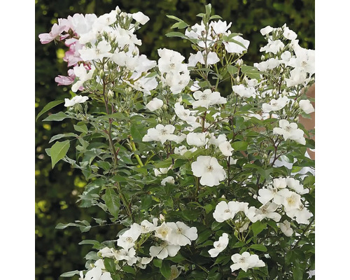 Bloeiende struik met rozen