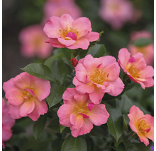 Close-up van roze rozenbloemen met groene bladeren