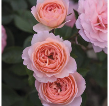 Close-up van meerdere roze rozenbloemen