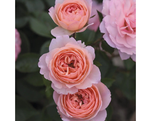 FLORASELF Roos Rosa 'Calypso' potmaat 3 liter H 10-30 cm