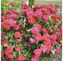Struik met rode rozenbloesems