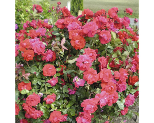 FLORASELF Roos Rosa 'Como Par' potmaat 3 liter H 10-30 cm