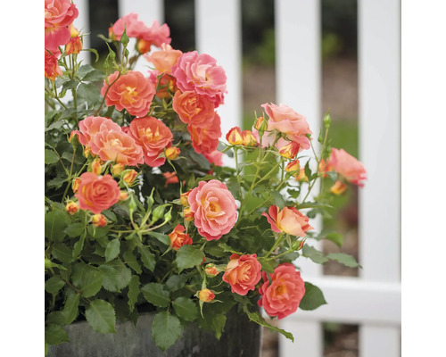 FLORASELF Roos Rosa 'Coral Cove' potmaat 3 liter H 10-30 cm