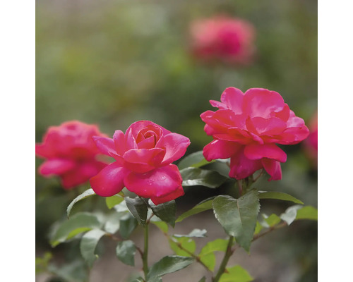 FLORASELF Roos Rosa 'Grandmas Blessing' potmaat 3 liter H 10-30 cm