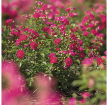 Close-up van een bloembed vol rozen