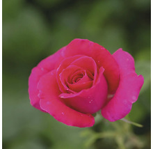Close-up van een enkele, roze roos