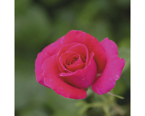 FLORASELF Roos Rosa 'My Girl' potmaat 3 liter H 10-30 cm