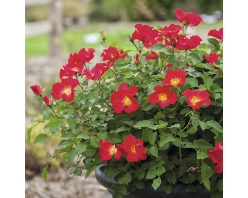 FLORASELF Roos Rosa 'Screaming Neon Red' potmaat 3 liter H 10-30 cm