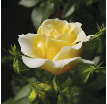 Gele roos met knoppen in de tuin.