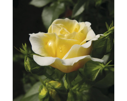 FLORASELF Trosroos Rosa 'Yellow Brick' potmaat 3 liter H 10-30 cm