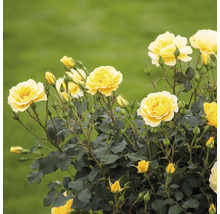 Gele rozenbloemen in close-up