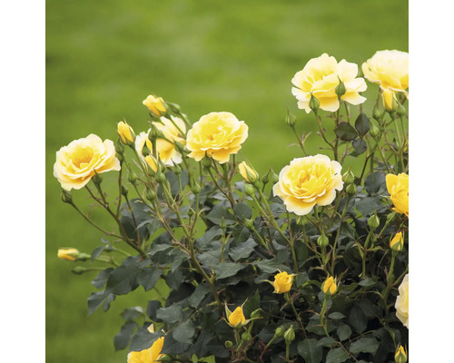 FLORASELF Trosroos Rosa 'Yellow Submarine' potmaat 3 liter H 10-30 cm