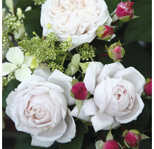 Close-up van lichte rozenbloemen en knoppen
