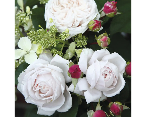 FLORASELF Roos Rosa 'Constanze Mozart' potmaat 6 liter H 10-60 cm